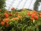Many orange Jungle geranium flowers
