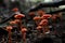 Many orange mushrooms with a dark background