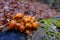 many orange velvet stem winter mushroom detail