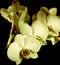 Many orchids for love