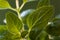 Many oregano leaves - macro shot