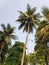 Many palm trees on street in a daylight