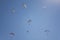 Many paragliders on colored parachutes fly against the background of clean blue sky and the sun