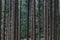 Many parallel tree stems in a green forest