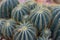 Many pardoria magnifica succulent cactus with stones