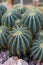 Many pardoria magnifica succulent cactus with stones