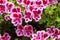 Many Pelargonium flowers in a garden