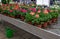Many pelargoniums of different colors in flower pots and a green watering can