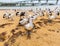 Many pelicans on the beach of San Remo, Australia