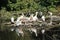 Many pelicans in the pond in the zoo