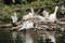 Many pelicans in the pond in the zoo