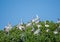 Many pelicans sitting in top of mangrove trees on Pelican Island, Casamance, Senegal, Africa