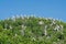 Many pelicans sitting in top of mangrove trees on Pelican Island, Casamance, Senegal, Africa