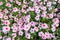 Many periwinkles, top view