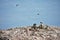 Many Peruvian boobies flying above a rocky cliff Las Islas Ballestas Paracas Peru