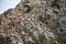 Many Peruvian boobies perched on a rocky cliff on Las Islas Ballestas Paracas Peru