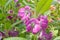 Many photos of Garden Balsam   flowers beautiful in the garden