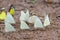 Many pieridae butterflies gathering water on floor