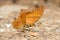 Many pieridae butterflies gathering water on floor