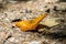 Many pieridae butterflies gathering water on floor