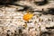 Many pieridae butterflies gathering water on floor