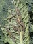 Many Pieris brassicae caterpillars - larvae of the Large Cabbage White butterfly.