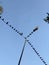 many pigeon birds sit in a row on an electric wire connected to an electric lantern