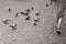 Many pigeons on cobblestone pavement in Rome, black and white