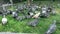 Many pigeons eating bread on a green lawn in a city, feeding birds close up against urban landscape