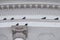 Many pigeons are sitting on facade of old building.