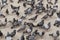 Many pigeons are standing on the ground waiting to be fed