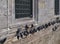 Many pigeons on stone wall