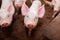 Many pigs are walking on the chaff in an organic pig farm. Rural farm