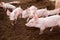 Many pigs are walking on the chaff in an organic pig farm. Rural farm