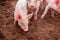 Many pigs are walking on the chaff in an organic pig farm. Rural farm