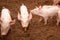 Many pigs are walking on the chaff in an organic pig farm. Rural farm