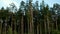 Many pine trees quickly change in the frame, fast camera movement, panorama.