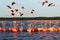 Many pink beautiful flamingos in a beautiful blue lagoon. Mexico. Celestun.