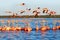 Many pink beautiful flamingos in a beautiful blue lagoon. Water reflections. Mexico. Celestun national park.