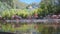 Many pink flamingos stand in a lake in a nature reserve against trees