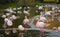 Many Pink Flamingos Stand In A Pond At Vienna Zoo