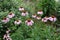 Many pink flowerheads of Echinacea purpurea