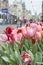 Many pink and red tulips on the street in Amsterdam in the spring with buildings