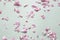 Many Pink rose petals. Flowers composition. Rose flower petals. Flat lay, top view, on gray background