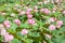 Many pink Sacred lotus flower Nelumbo nucifera with green leaves blooming in lake