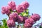 Many pink Syringa flowers bloom against the sky