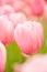 Many pink tulips blossom in spring