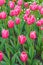 Many of pink tulips Debutante flowers with green leaves blooming in a meadow, park, flowerbed outdoor