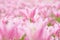 Many pink tulips in garden