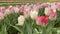 Many pink tulips and white tulip flowers